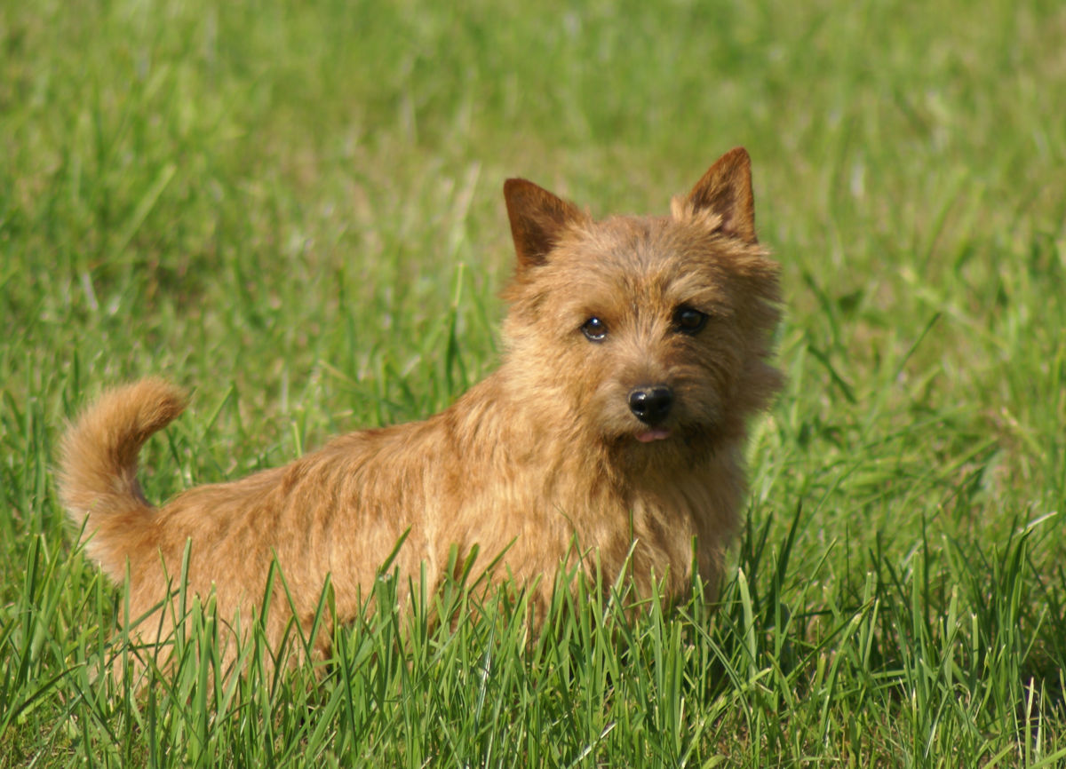 Norwich Terrier